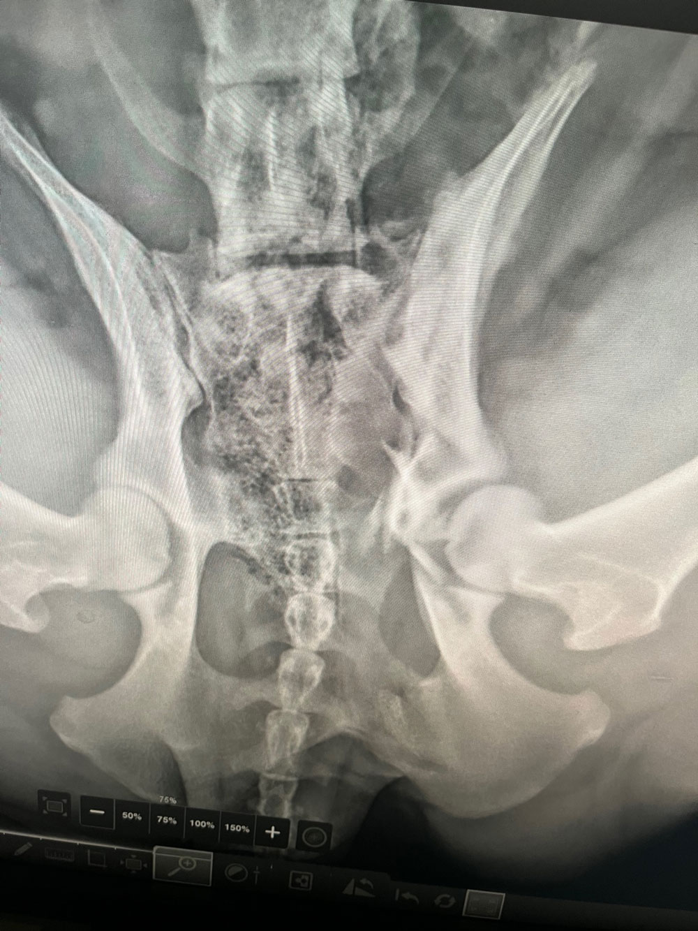 Cases & Pictures Vet in Gunnison Mountain Legacy Veterinary Center