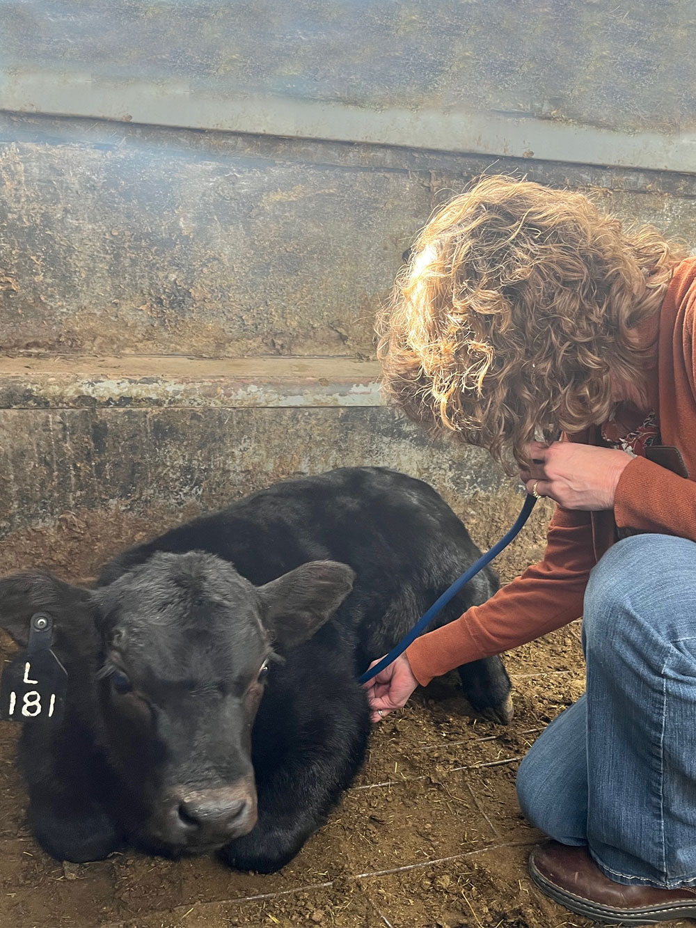 Cases & Pictures Vet in Gunnison Mountain Legacy Veterinary Center